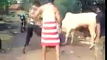 dog challenged a cow to death