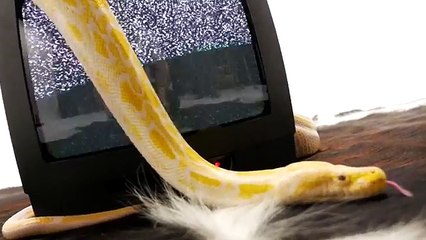 Lord Esperanza - Oh Lord