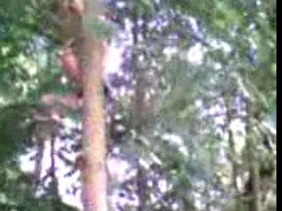 Juge-plonge dans la selle