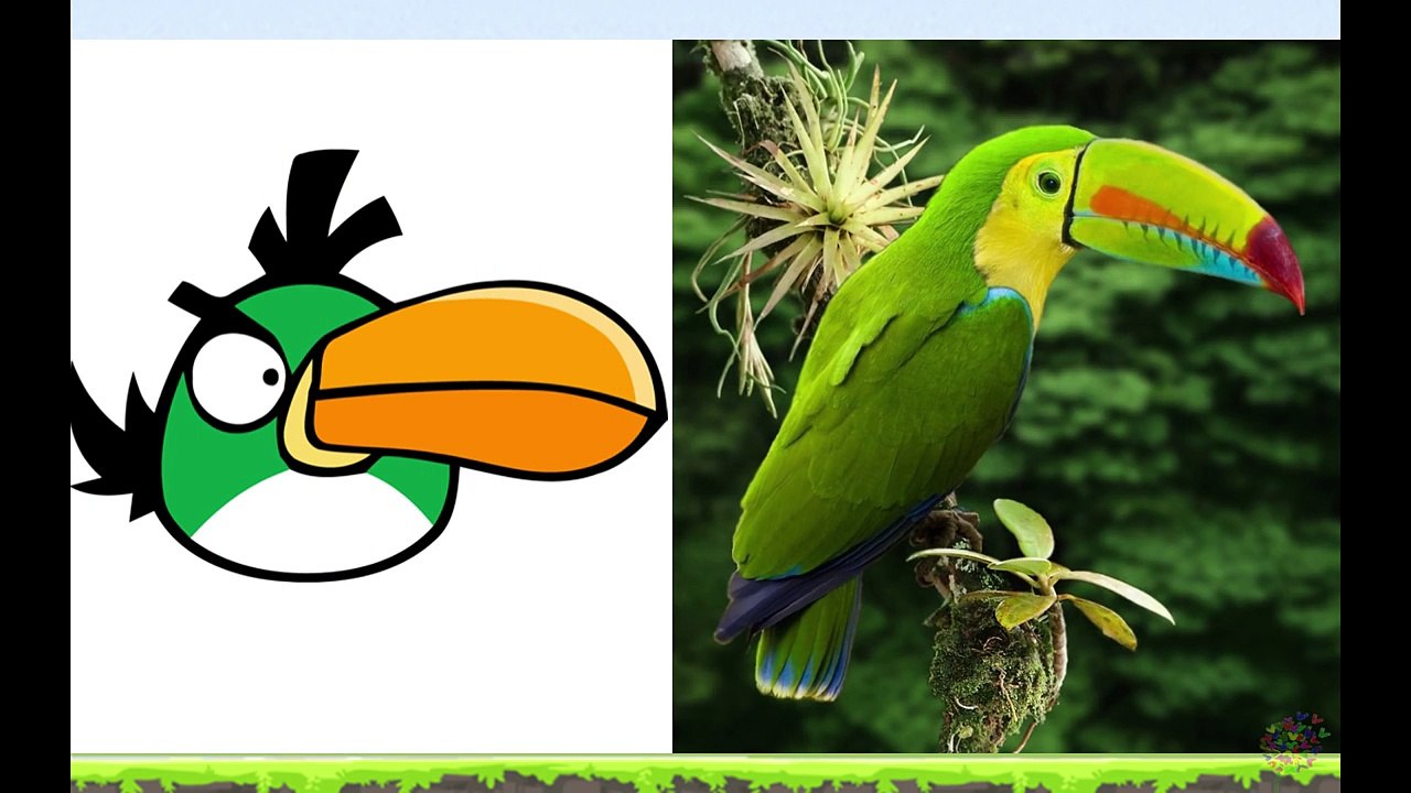 Angry Birds In Real Life - Angry Birds En La Vida Real - Angry Birds Transform into real-jvvQEKxPVo8