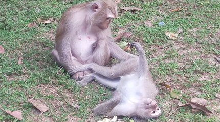 Pigtail Monkey Sitting, Cute Monkey