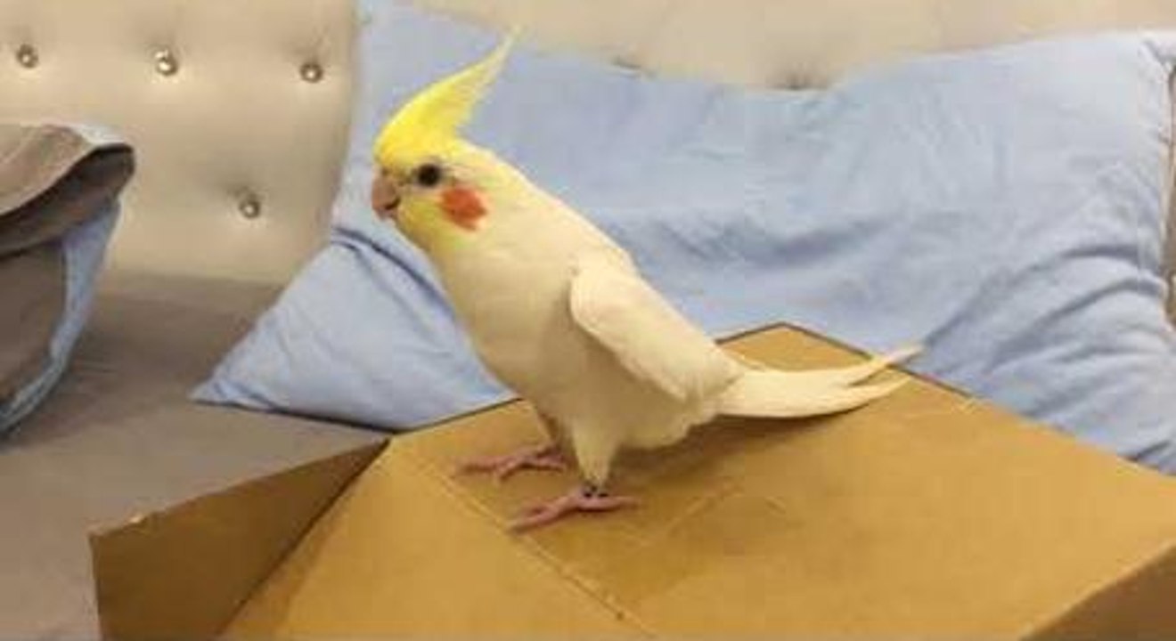 Cute Cockatiel Loves Tap Dancing On Box