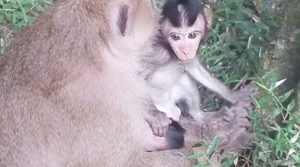 Cute Baby Monkey Cry, Baby Monkey Very Lovely