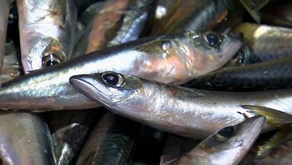 제철 맞은 국산 고등어의 '위기' / YTN