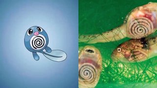 5 Pokémon That Could Exist In Real Life-n_6W8HOZxN0
