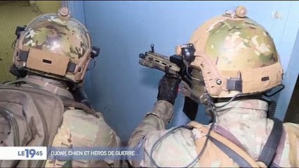 Un chien est récompensé après son intervention sur une zone de guerre - Regardez