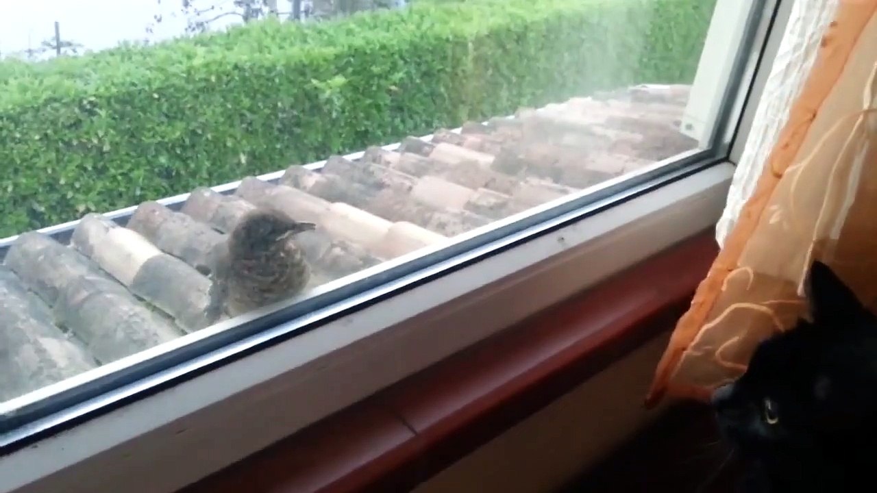 Cet oiseau n'a pas peur des chats... Surtout quand il y a une vitre entre lui et le minou