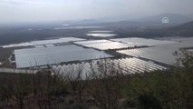 İhracatın Parlayanları - Sera Domatesinde Dünyanın En Büyüğü Olmayı Hedefliyor