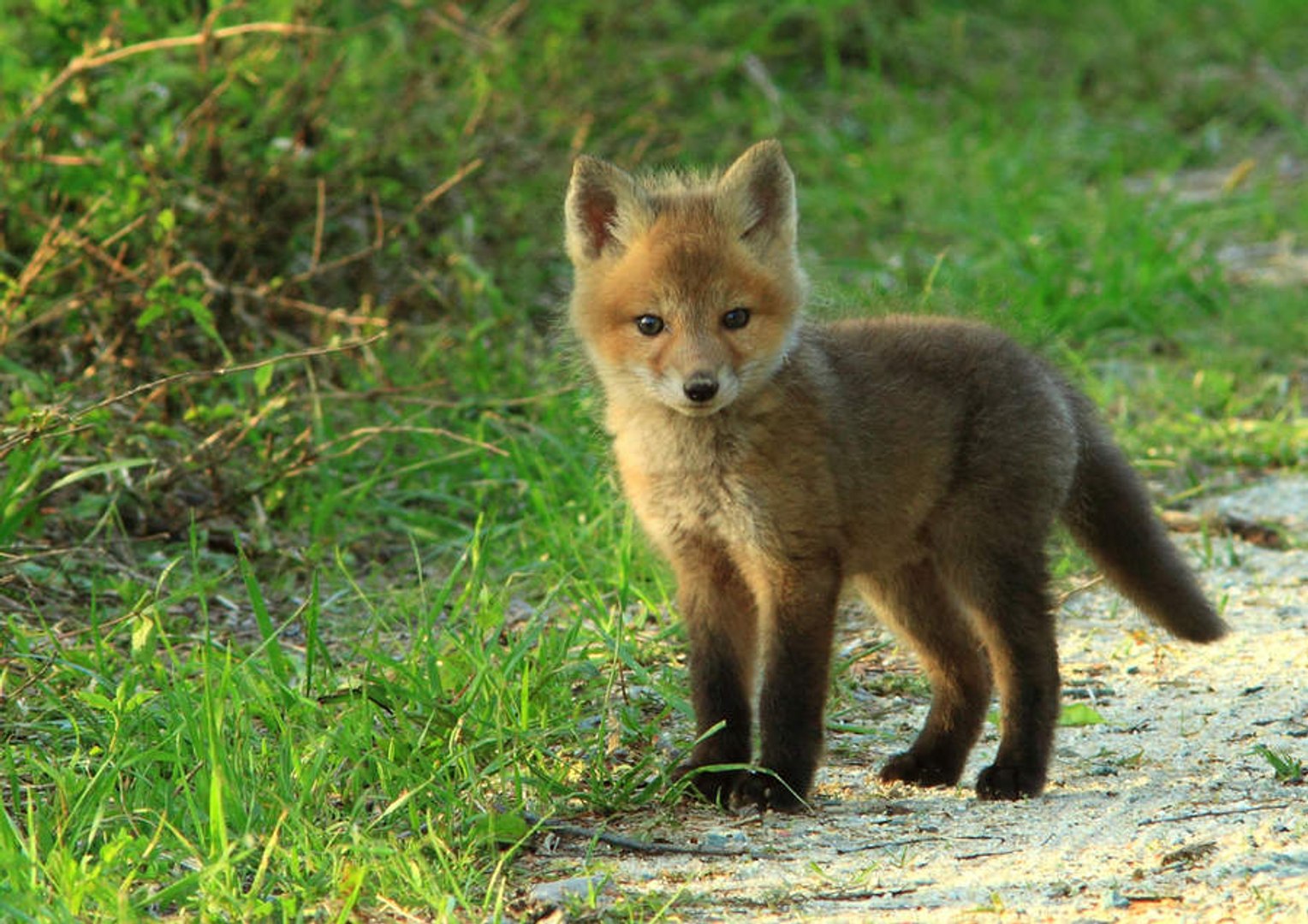 Les Bebes Animaux Les Plus Mignons Video Dailymotion