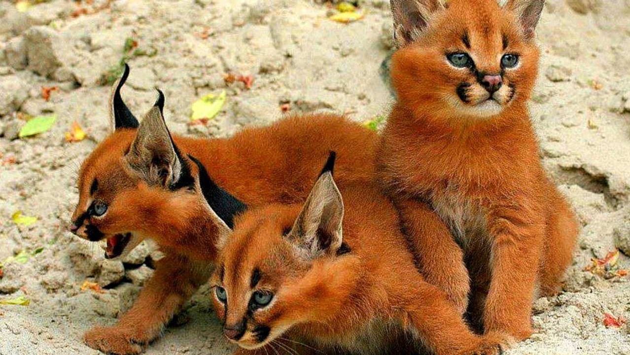 Les plus beaux animaux du monde