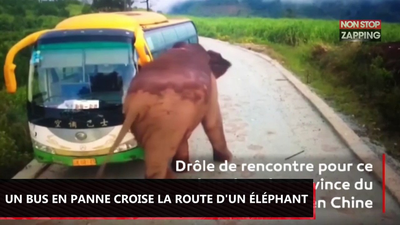Chine : Quand un bus en panne croise la route d’un éléphant (Vidéo)