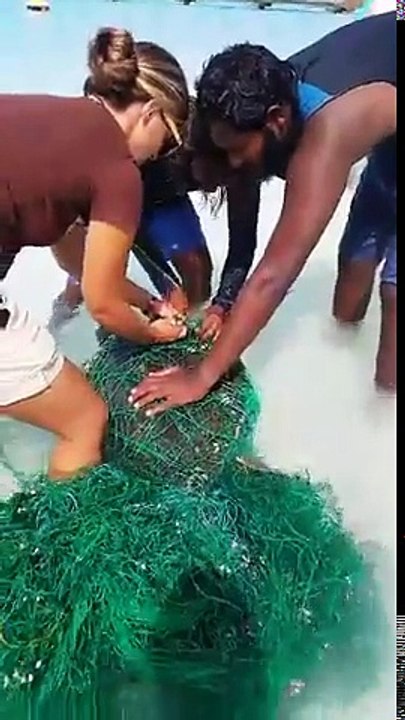 Sauvetage de 2 tortues de mer prisonnières d'un filet de pêche !