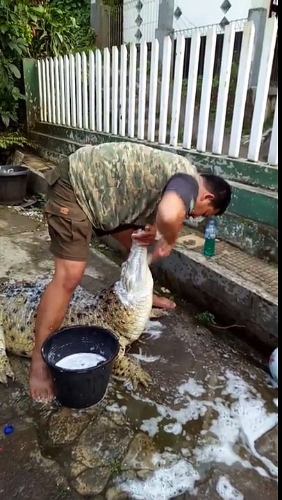 Il donne le bain.. à son crocodile de Compagnie !!