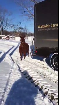 Un livreur UPS poursuivi et coursé par 2 Lamas en pleine tournée aux Etats-Unis !
