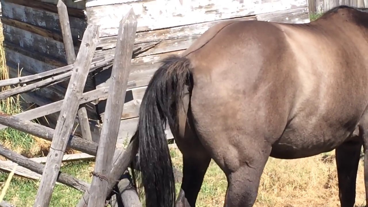 Ce cheval se titille le derrière sur un tronc d'arbre... Démangeaisons ?