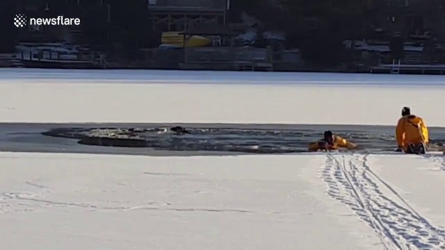 Coincé au milieu d'un lac gelé ce chien est sauvé par les pompiers !