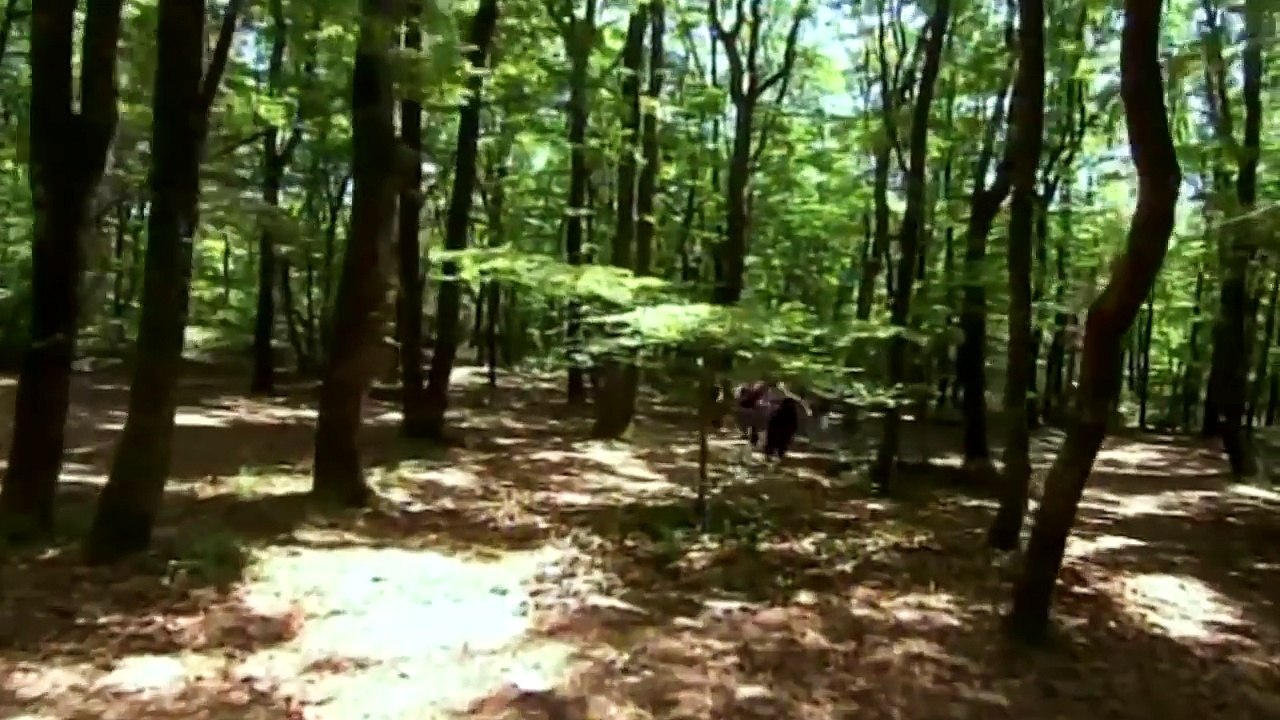 Çatışma Başlıyor! - Adanalı 68.Bölüm