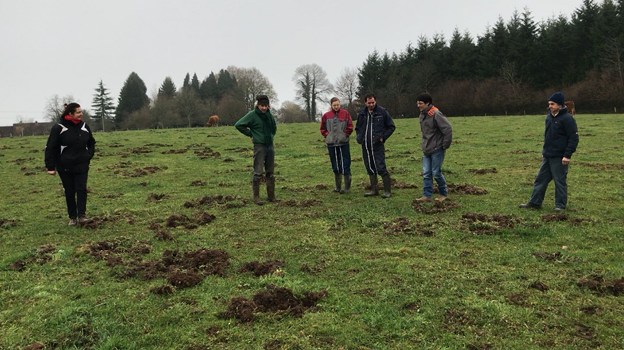 Dégâts de sangliers sur les prairies