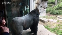 Gorilla whacks glass in front of stunned zoo visitors