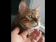 Bengal Cat Lifts Chin Like Old Man When Getting Scratched