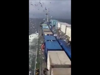 Des milliers d'oiseaux de la forêt atlantique relâchés