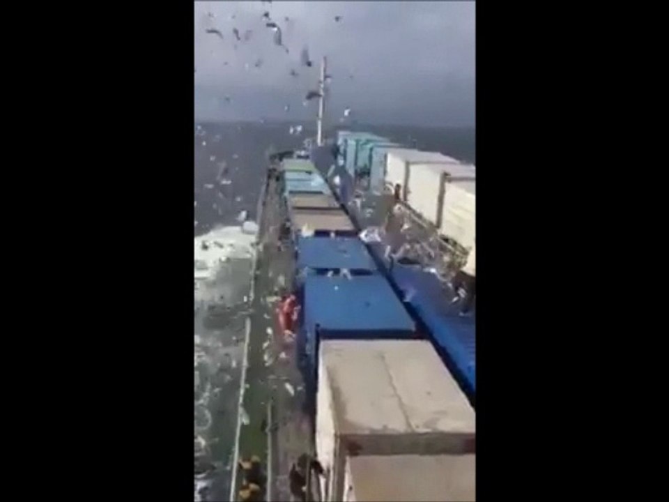 Des milliers d'oiseaux de la forêt atlantique relâchés