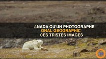 Les tristes images d'un ours polaire affamé et affaibli choque la Toile