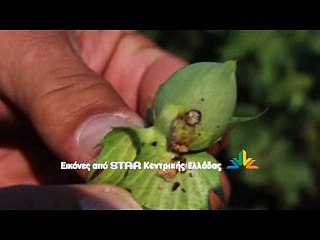 Ο γ.γ. του υπουργείου Αγροτικής Ανάπτυξης για την απονιτροποίηση και την καταβολή της συνδεδεμένης ενίσχυσης