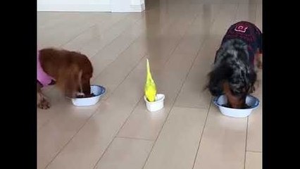 Un oiseau court pour manger sa gamelle avec les chiens