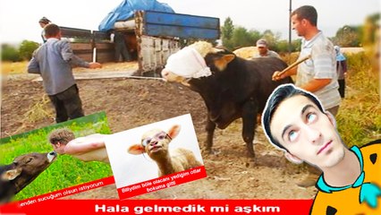 EN SAYKO CAPSLER [] 2017 [] HAYVANLAR []