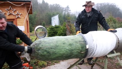 La saison du sapin est ouverte! Reportage près d'Arlon chez les Schmitz.