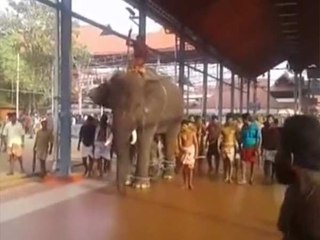 குருவாயூர் கோவிலில் பக்தர்கள் பரவசத்தால் மிரண்ட யானைகள்.. பாகன் பரிதாப பலி!- வீடியோ