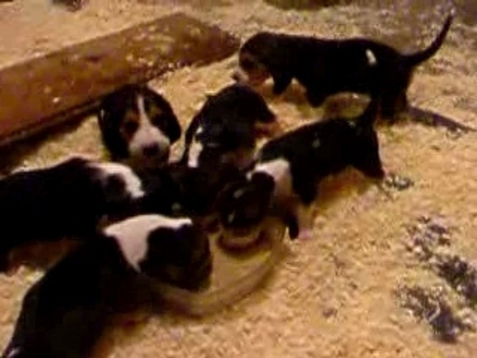 les bébés de Swan devant leur repas