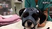 3D-Printed Facemask Helps Puppy Heal from Viscious Dogfight