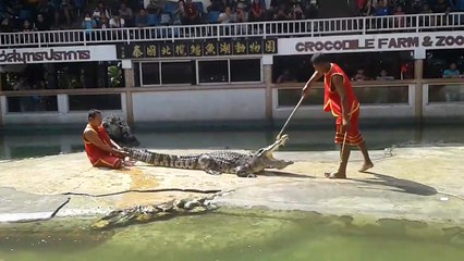INSIDER THAILAND-crocodile show in thailand