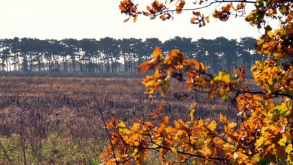 BBC1_Countryfile - The Brecks 10Dec17 - hedgehogs
