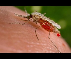 Les animaux les plus dangereux