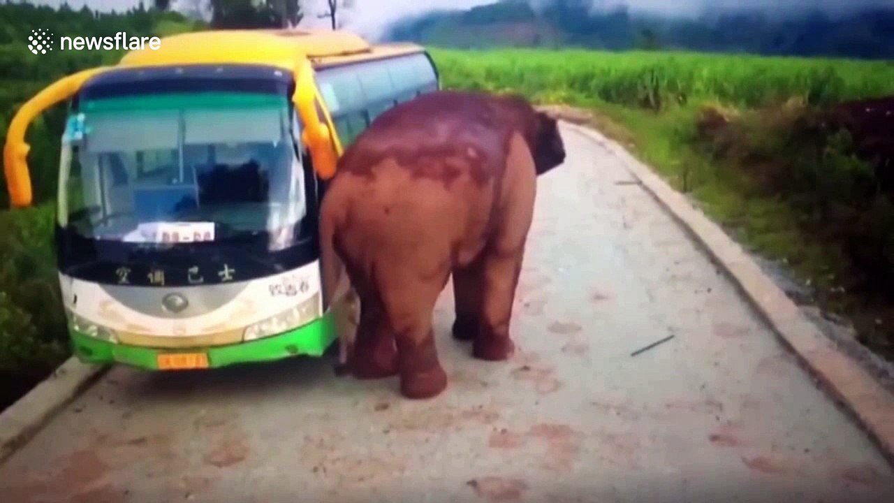 Wild elephant attacks broken down coach