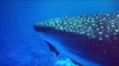 Divers Swim With Stunning Whale Shark Near Maui
