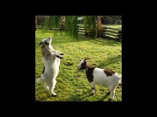 Kid Goat Gets Headbutted By Pal