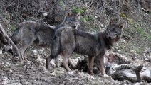 El Lobo Global Documental