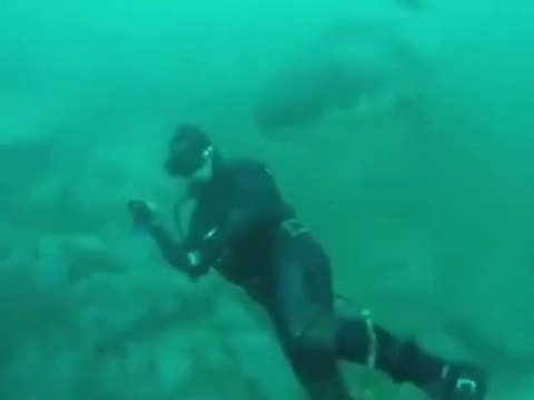 Un Grand Requin Blanc percute la tête d'un plongeur