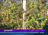 Dnevnik, 12. decembar 2017 (RTV Bor)