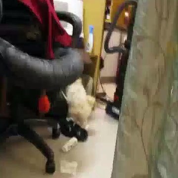 Dog Caught Destroying Paper Towels