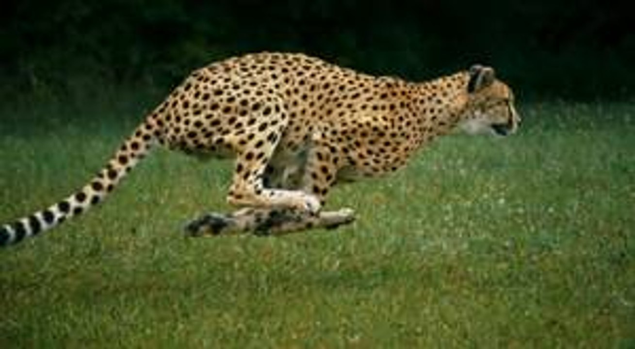 Les animaux les plus rapides