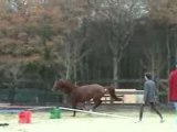 cheval  saut d'obstacle Espri  hunter jumper horse free jump