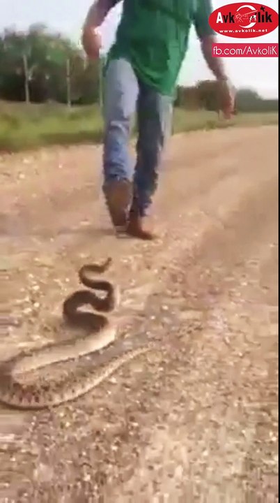 Adam yılanla oynaşıyor 