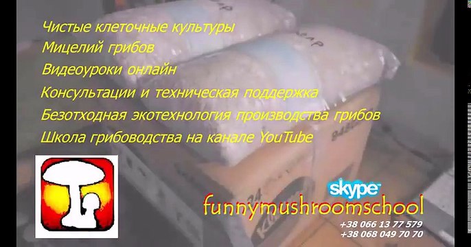 #ВЕШЕНКА сушеная. #Грибной #порошок. Большой #заказ от #КофеХаус #video @YouTube