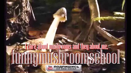 Gribarnya arbolita of oyster, recipe and consistency