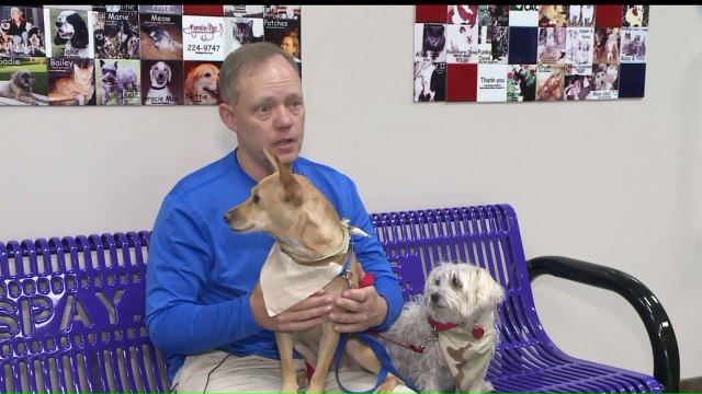 Veteran Reunites With Dogs After 9-Month Deployment